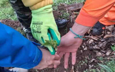 Reforestamos en Galicia