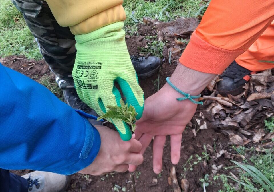 Reforestamos en Galicia